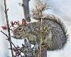 Bonnie Lackey said she has watched this squirrel through her kitchen window for several months, and he recently slowed down enough to have his picture taken.